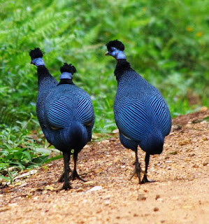 Western Crested Guineafowl