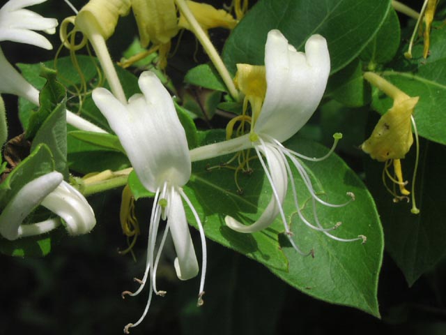 Lonicera_japonica_flowers