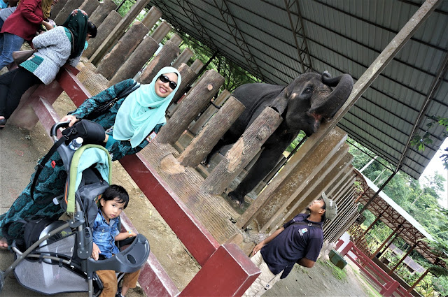 National Elephant Conservation Centre,Kuala Gandah: The Place For Rescued Orphaned Baby Elephants