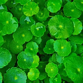 Centella Asiatica