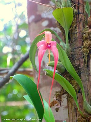 THE ECO-TOURISM SITE OF LAKE KENYIR