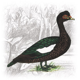 Pato do Mato (Cairina moschata)