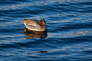 Wildlifefotografie Naturfotografie Lippeaue Olaf Kerber