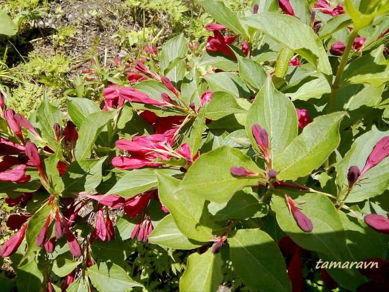 Вейгела 'Red Prince' (Weigela 'Red Prince')