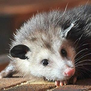 An opossum. Image taken from http://www.nypost.com/p/news/local/brooklyn/rat_bastards_f5onjzgcqxm0fu3RFz3ySL