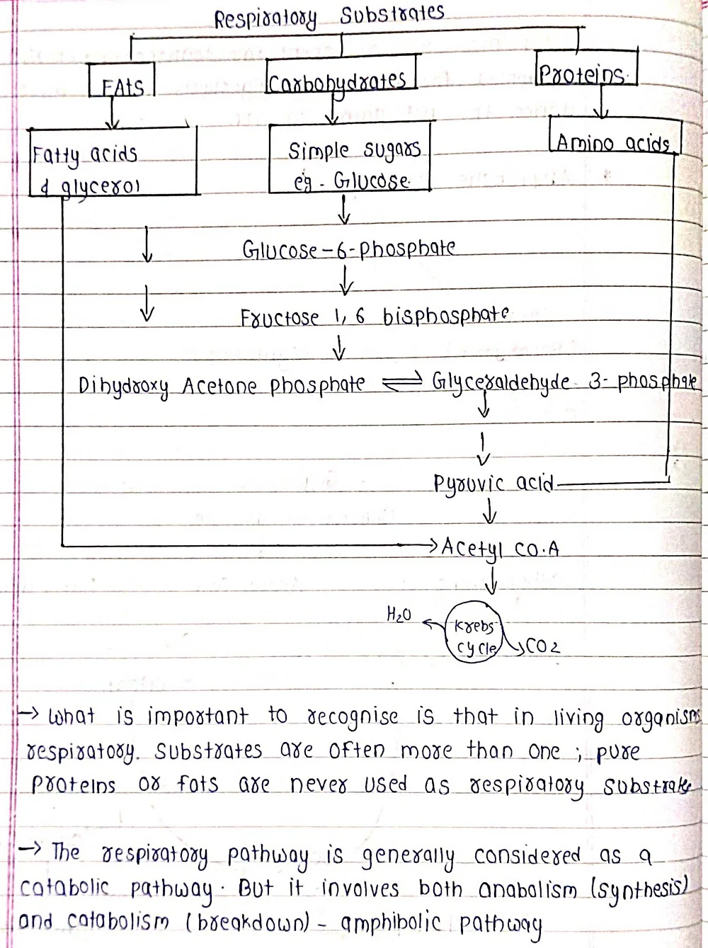 Respiration in Plants - Biology Short Notes 📚