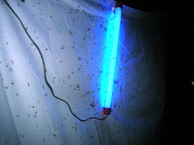 blacklight visible bedbugs
