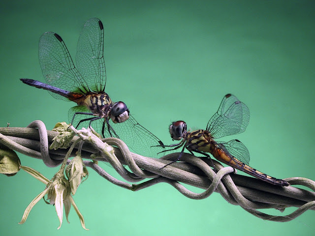 dragonflies photos, dragonflies, dragonflies wallpapers