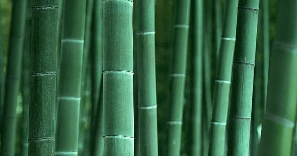  Bambu  Petung Bambu  Betung  Bali Jual  Bambu  Bali