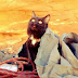 Γάτα… άριστος ορειβάτης! (Φωτογραφίες)
