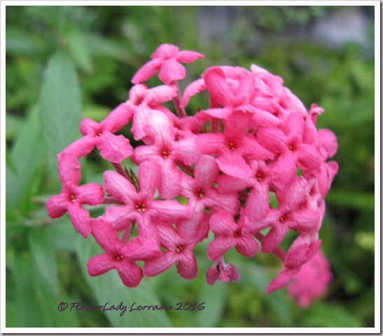 12-09-panama-rose