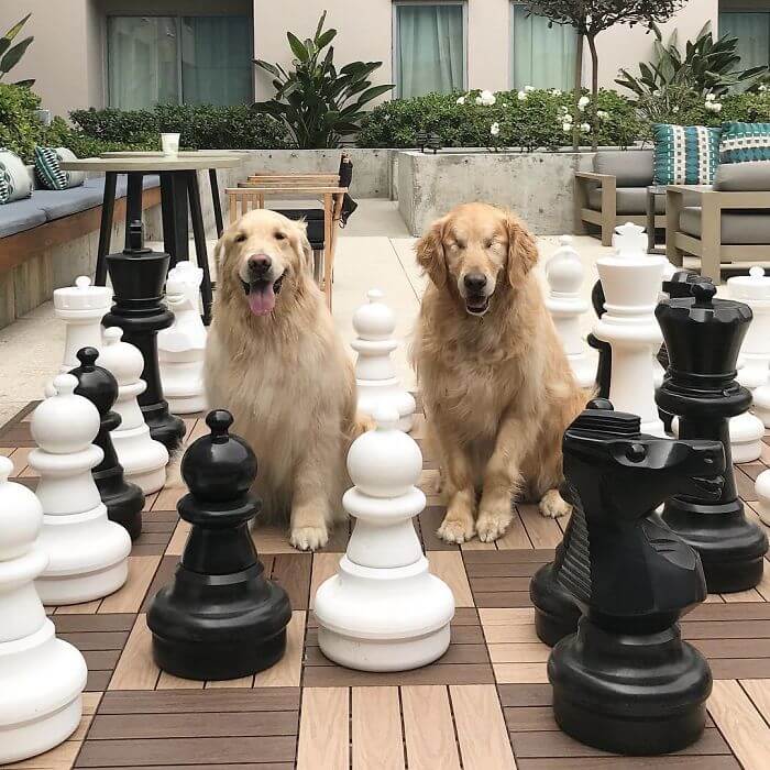 Heartwarming Pictures Of A Blind Golden Retriever And His Guide Dog Best Friend