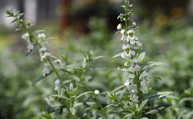 Angelonia Flowers Pictures