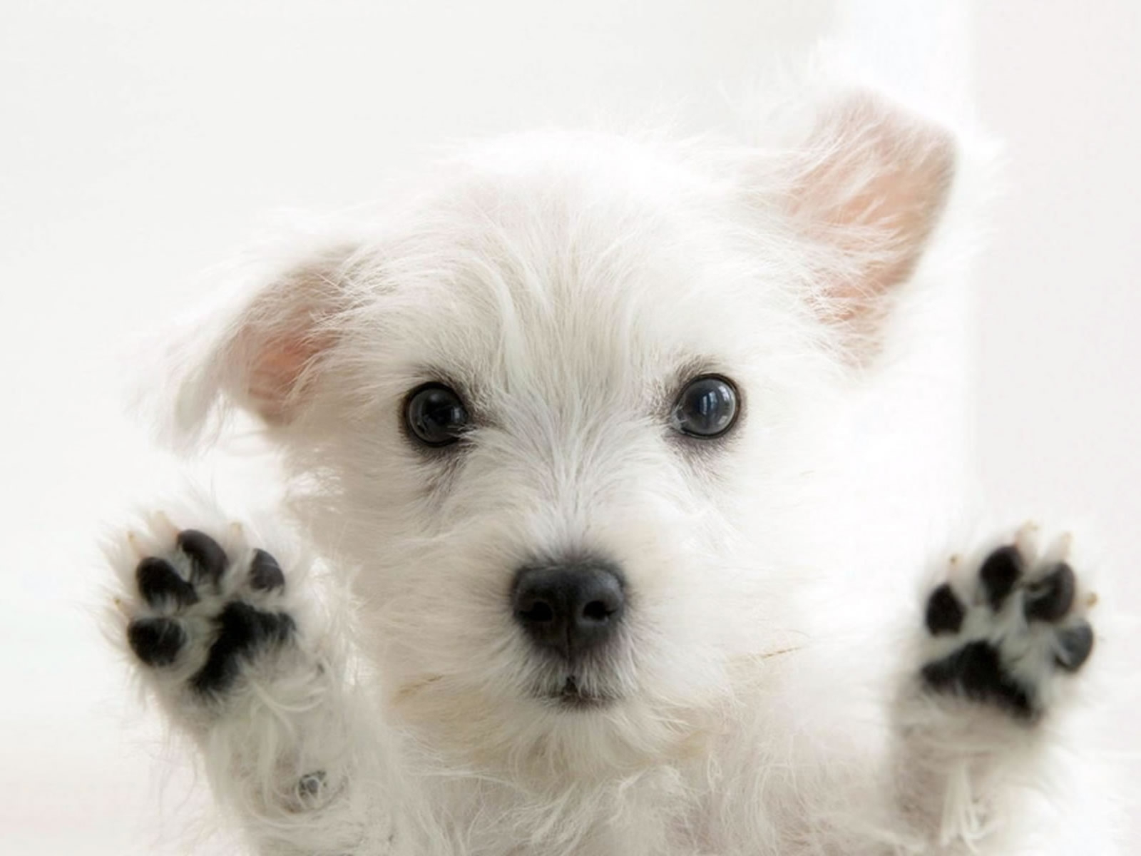 So Cute  White Dog  Photo Wallpaper  Dogs  Wallpapers  