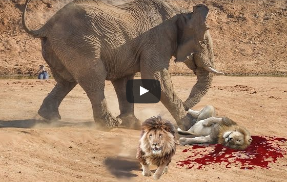 Shocking Video: Lion vs Elephant – Real Fight.