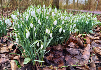 Sneeuwklokjes