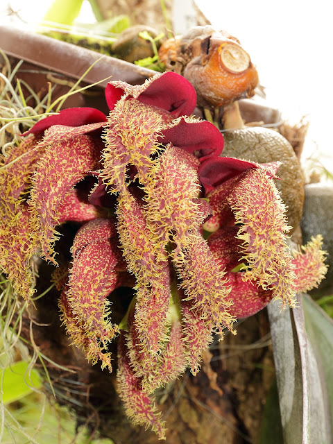 Бульбофиллум фаленопсис (Bulbophyllum phalaenopsis)