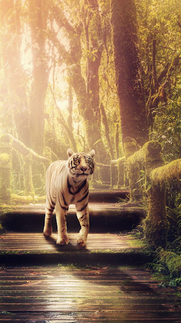 White Tiger, Feline, Forest, Jungle, Sunlight, Animal Images. 