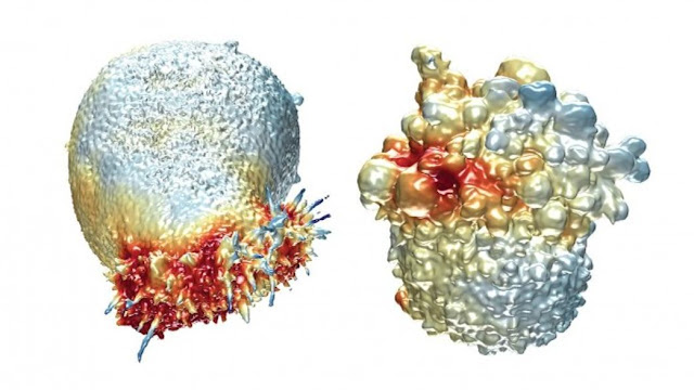 Microscopic view of cancer cells cultured in a 3D matrix, offering a closer representation of the tumor microenvironment.
