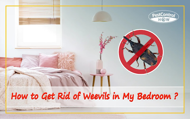 how-to-get-rid-of-weevils-in-my-bedroom