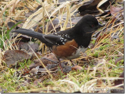 Spotted Towhee