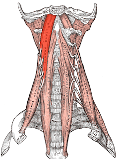 longus capitis muscle, 