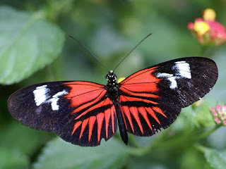 Heliconius sp. - Heliconius non identifiés 