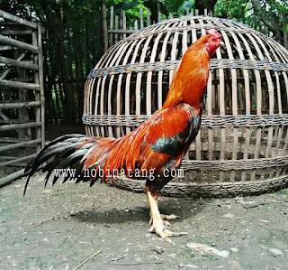  Ayam bangkok dikenal sebagai ayam aduan atau ayam petarung yang handal 10 Jenis Ayam Bangkok Terbaik dan Bagus untuk Dipelihara