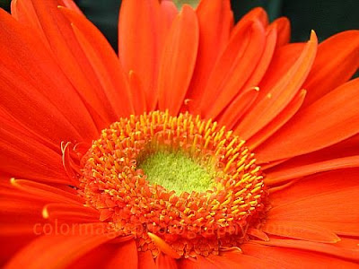 Middle of Gerbera-macro