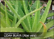 Cara mudah menanam lidah buaya (Aloe vera)