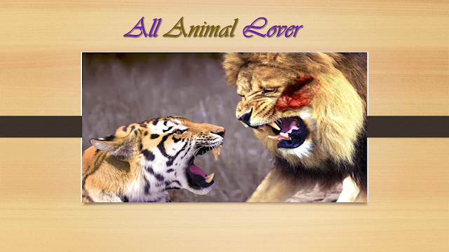 Can lion kills a Tiger