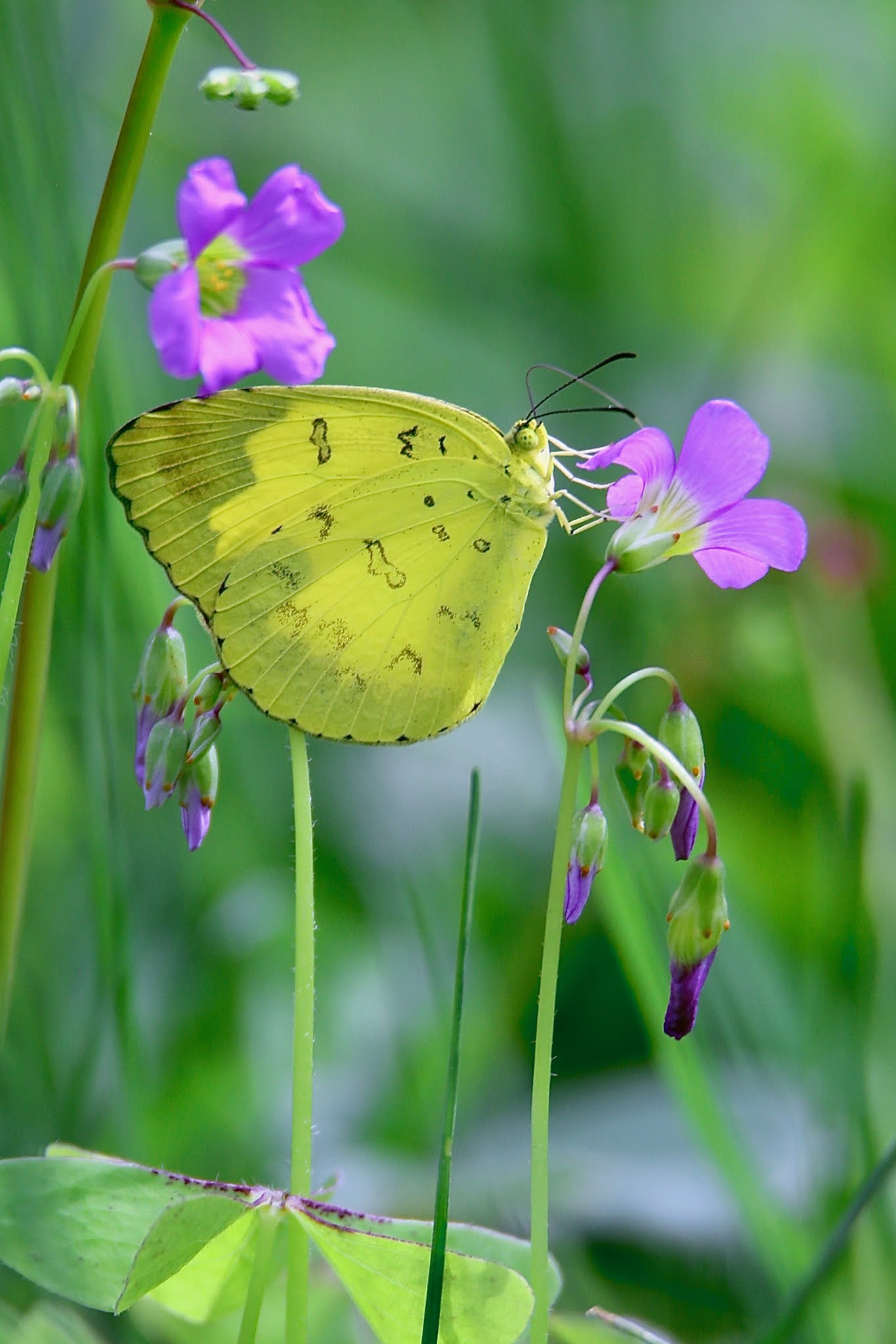 Common grass yellow butterflies of india high resolution large image free