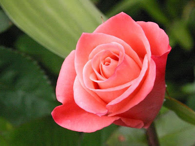 Gambar Bunga Mawar Pink | Download Gambar Gratis