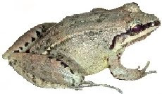 Rã-do-Horto (Leptodactylus cf. notoakitites) 