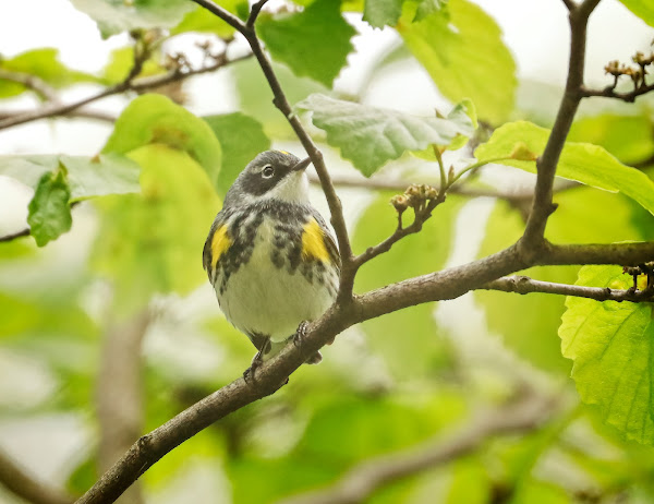 Yellow-Rumped Warbler