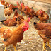 Is Poultry Farming a Profitable Business?