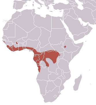 About The largest Bat In Africa