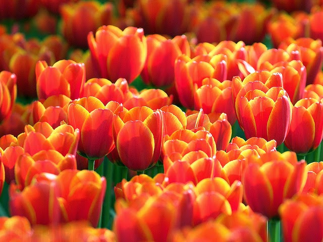 Foto Gambar Bunga Tulip Warna Orange