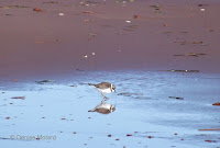 Semipalmated plover – Brackley Beach, PEI – Oct.3, 2014 – © Denise Motard