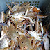 Musim Ketam Laut