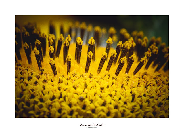 Fleur de Tournesol
