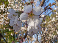 こちらは一重の桜。