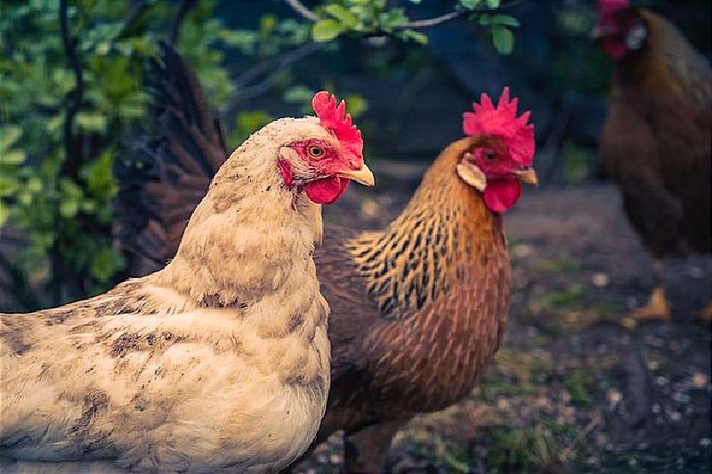 Antiguamente los pollos eran venerados, y no eran considerados como alimento