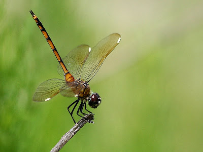 Four-spotted pennant [Brachymesia gravida]