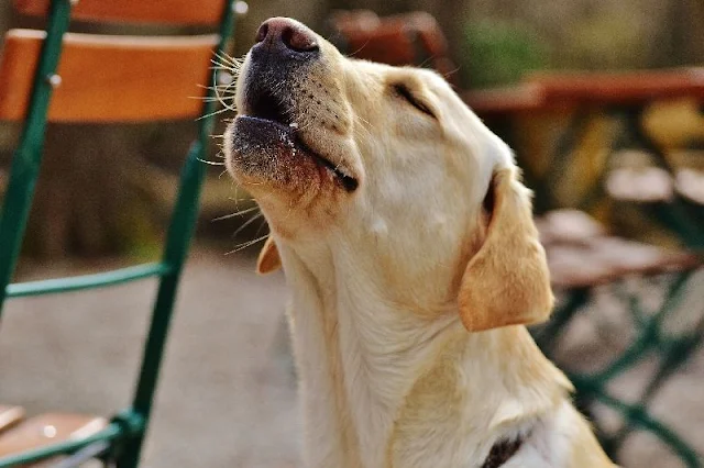 Algunos perros aún responden al aullido de los lobos, ¿Por qué?