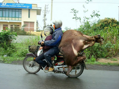 Funny Travel On Bike