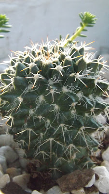 cactos, plantas suculentas, floresta de cactos