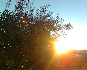 Landscape at sunset with olive trees