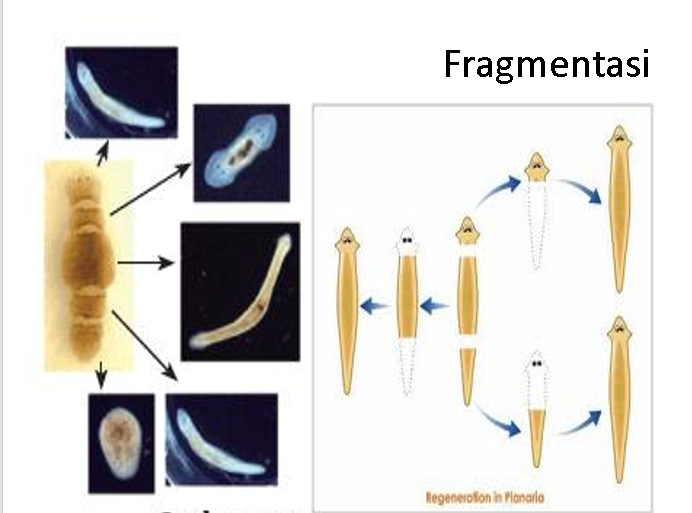 Perkembangbiakan Vegetatif pada Hewan  Cahaya Mentari