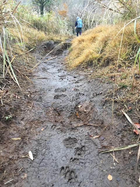 越前岳登山道の鹿の足跡